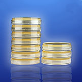 Агар триптиказо-соевый с 0,6% дрожжевого экстракта (TSA-YE), в чашках Петри